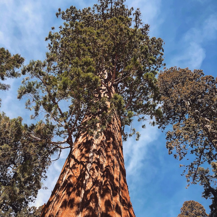 Nationale parken amerika sequoia np