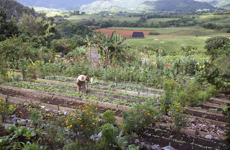 Natuur Cuba backpacken