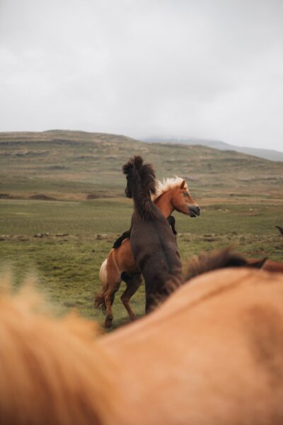 wilde paarden IJsland