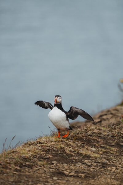 papegaaiduiker in IJsland