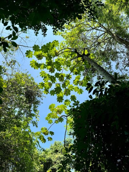 Natuur Manuel Antonio