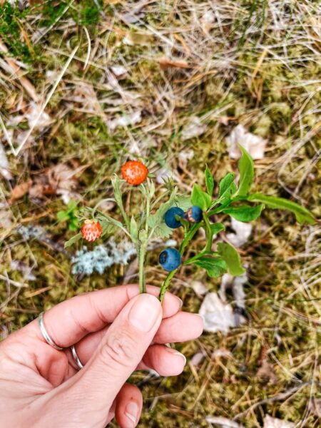 Natuur in Zweden, wildplukken
