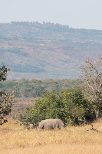 Neushoorn Akagera bezienswaardigheden Rwanda