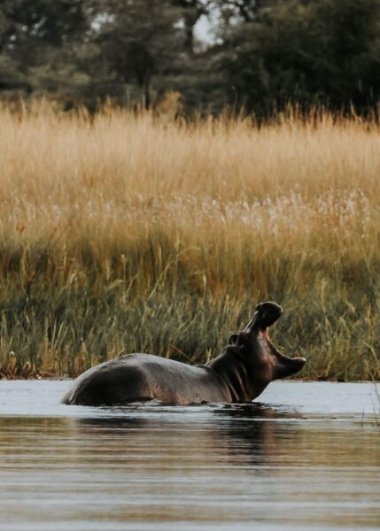 Nijlpaad in Chobe, Botswana
