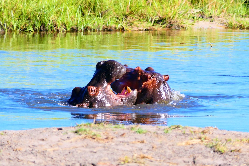 Nijlpaarden Okavango Delta Botswana