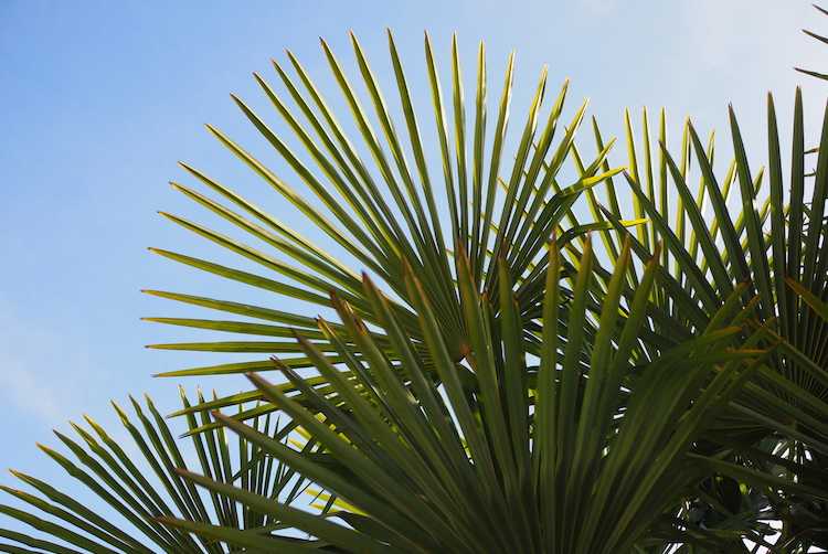 Palmbomen portugal