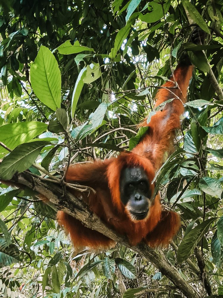 Noord Sumatra Leuser National Park-2