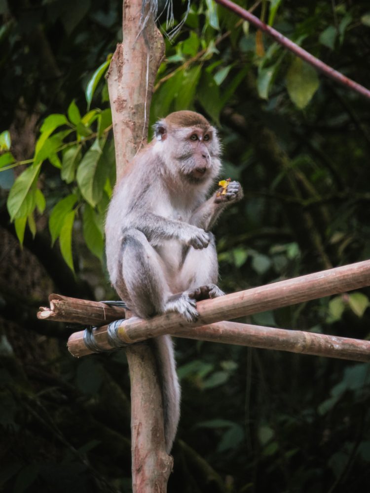Noord Sumatra apen Leuser National Park