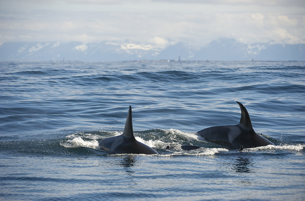 Noord noorwegen walvissen