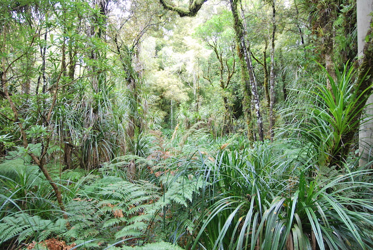 Northland Nieuw-zeeland Waipoua Forest (2)