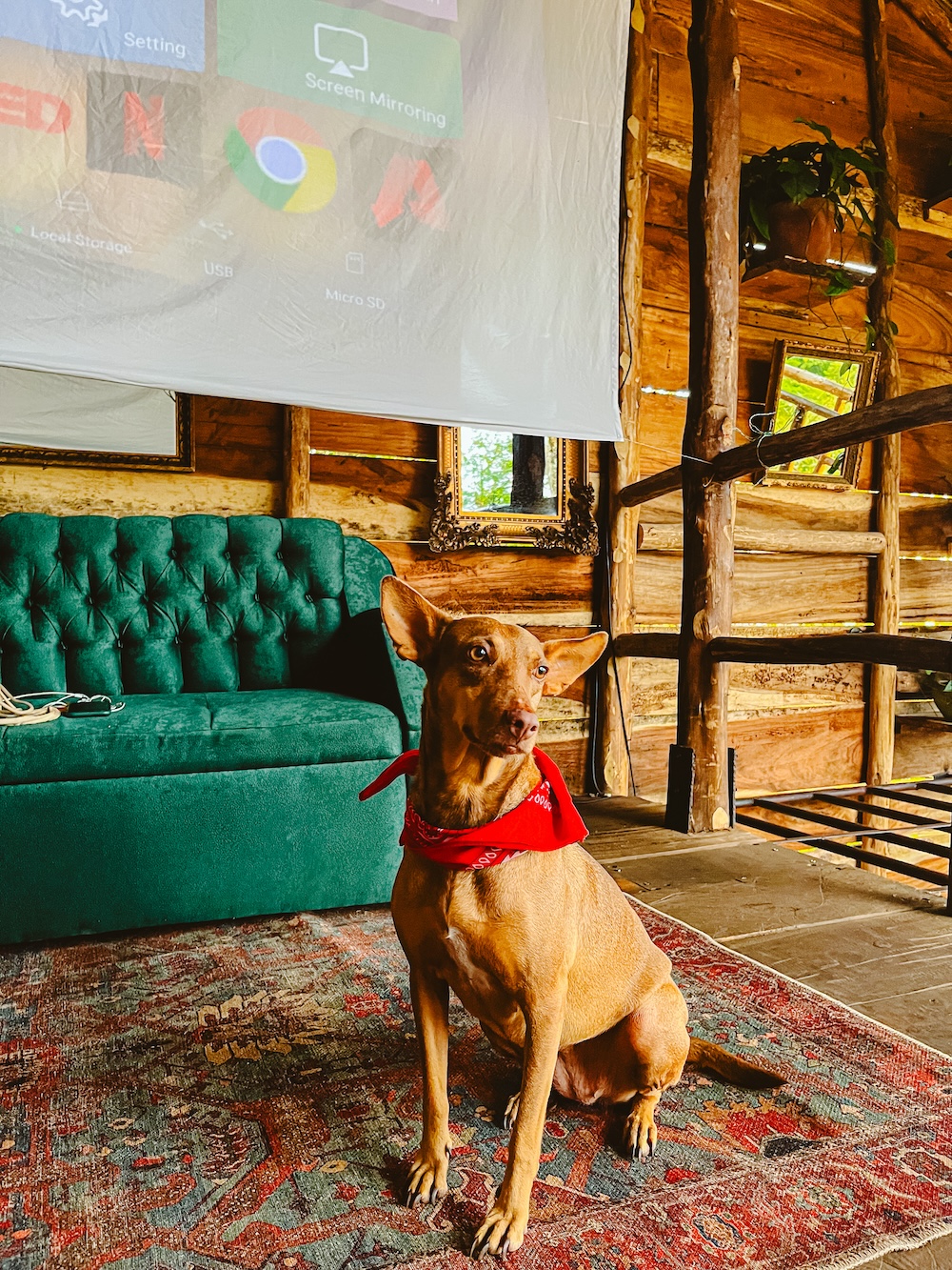 Nugget, de hond van Treehouse Nicaragua
