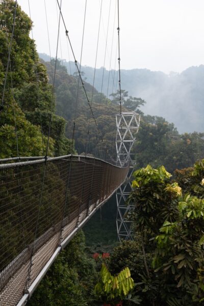 Nuyngwe Forest canopy