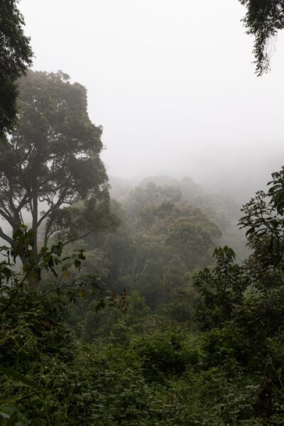 Nyungwe Rwanda