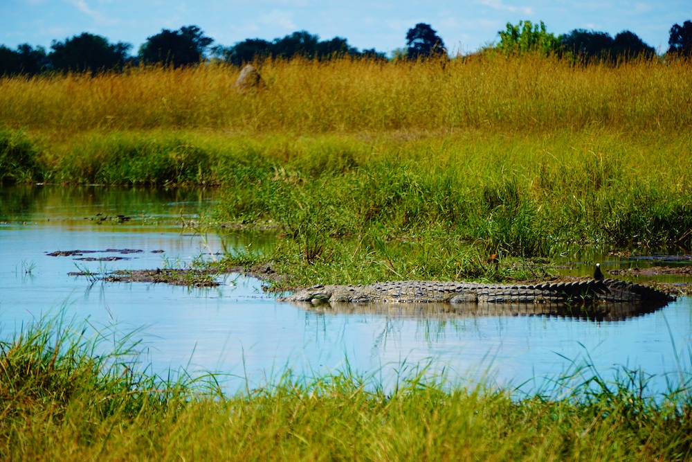Okavango Delta Botswana krokodil