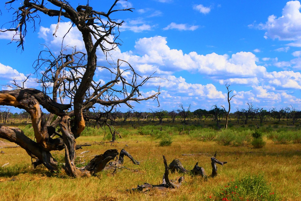 Okavango Delta Botswana uitzicht