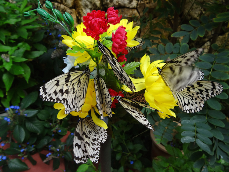 Okinawa-Japan-vlindertuin