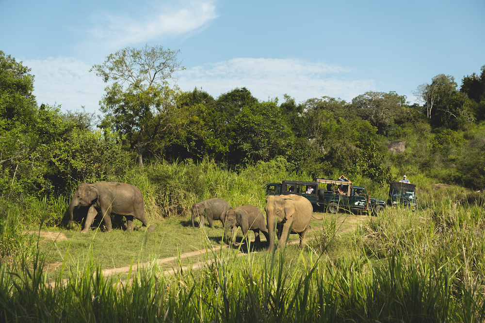 Olifanten Safari Safari Minneriya National Park