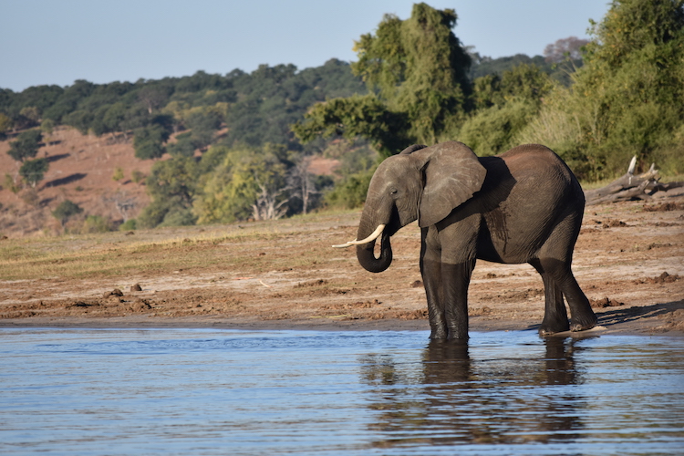 Olifanten in Botswana backpack reis