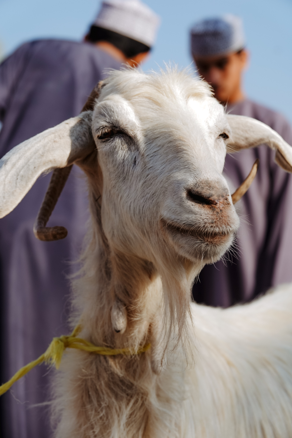 Oman geitenmarkt