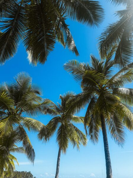 Onder de palmbomen liggen, Saona Island