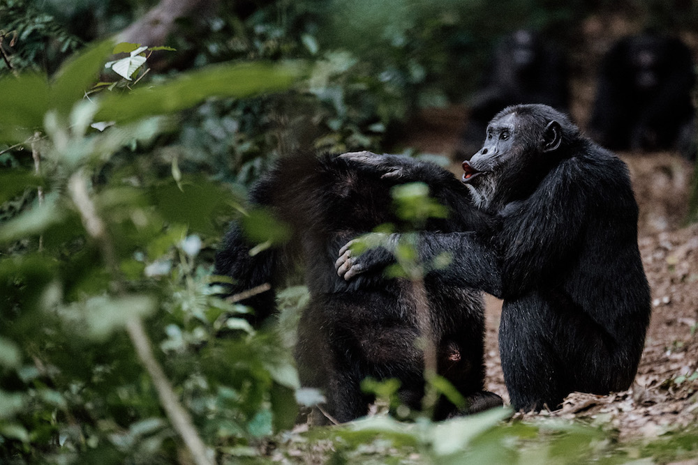 Op reis naar Rwanda dieren