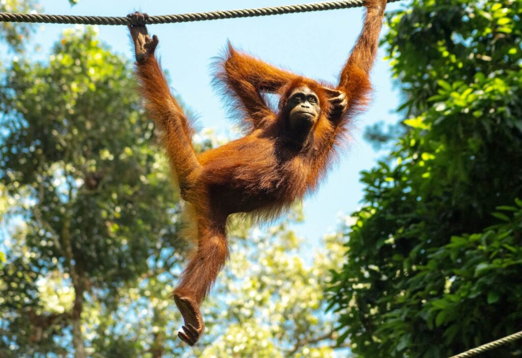Orang Oetan, Mooiste plekken Maleisië, Borneo