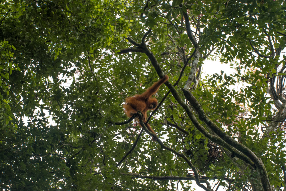 Orang-Oetan in het wild Bukit Lawang