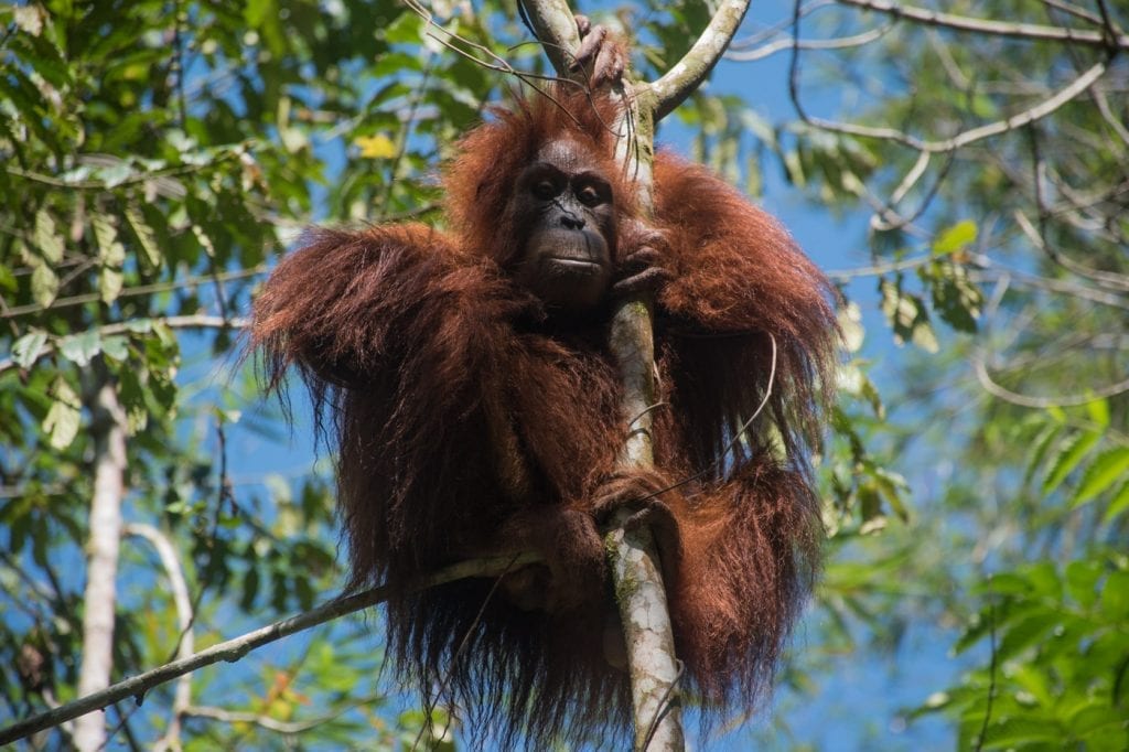 Orang-Oetan in het wild bukit lawang-2
