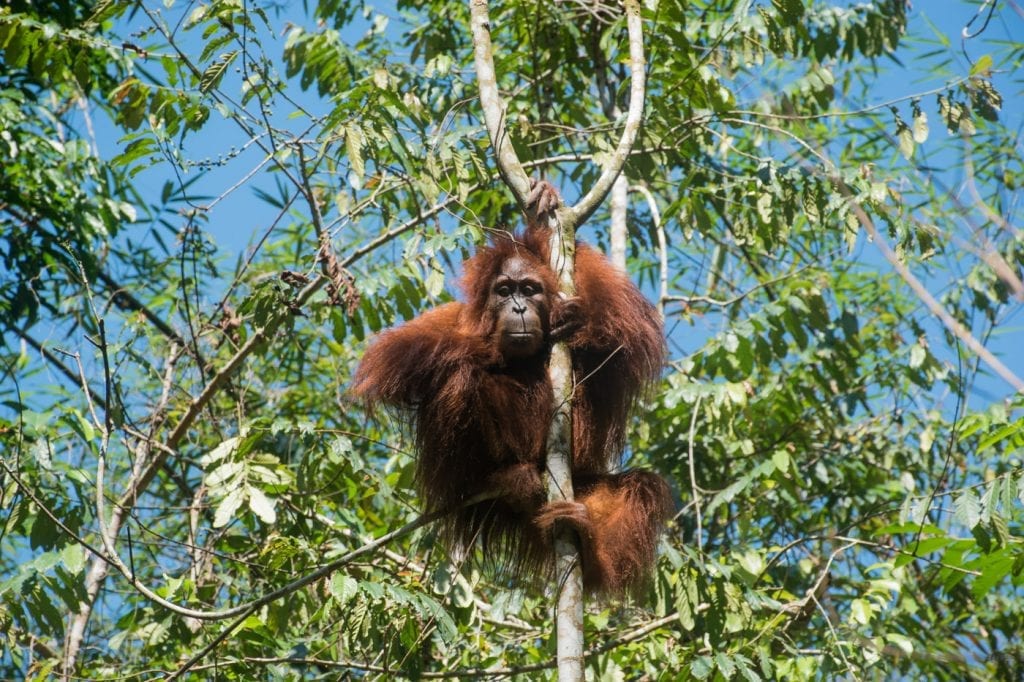 Orang-Oetan in het wild in bukit lawang