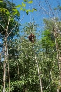 Orang-Oetan in het wild in de boom sumatra