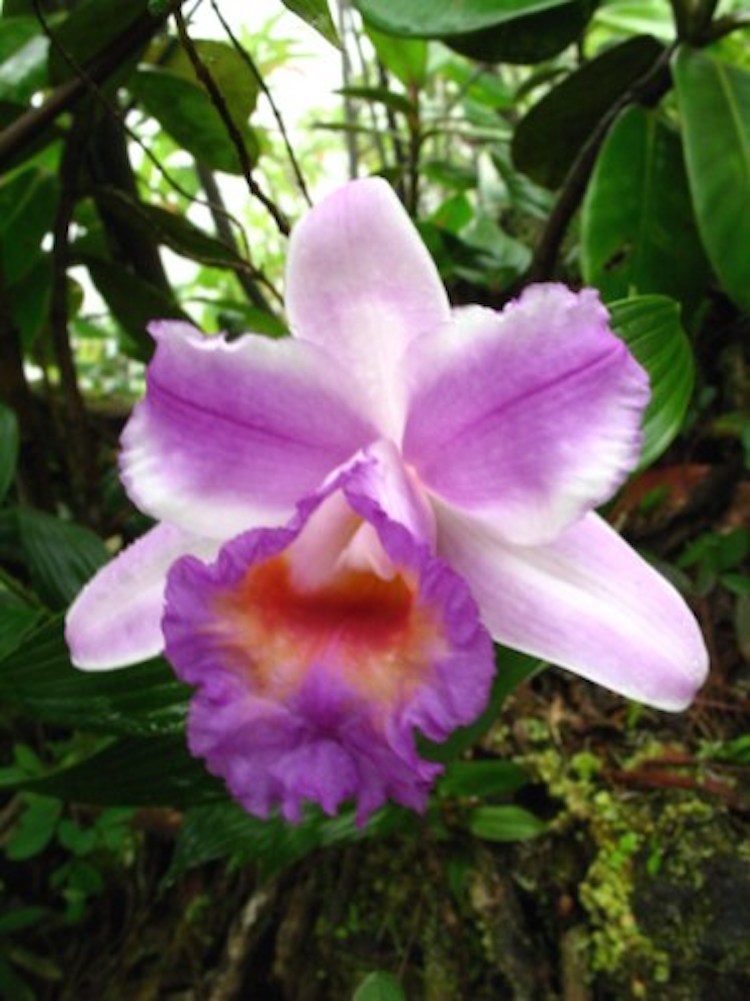 Orchidee-nicaragua-ometepe