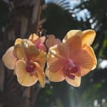Sunset Key orchidee