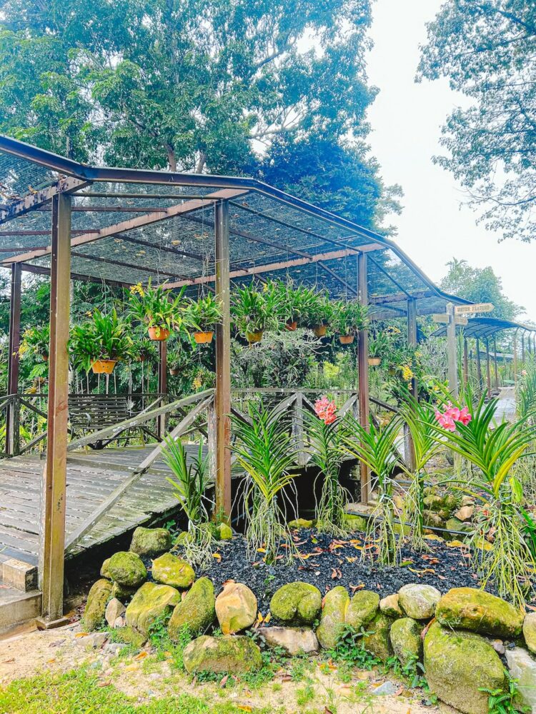Orchideënpark Kuching