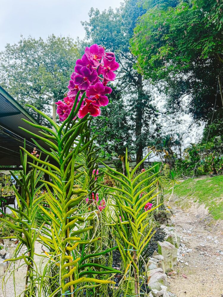 Orchideënpark Kuching Maleisië