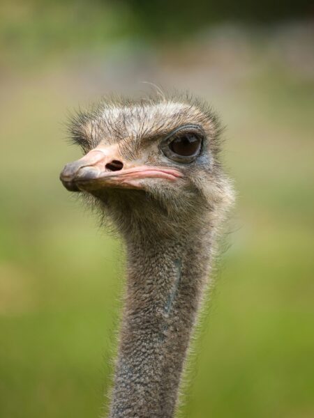 Close-up of an ostrich's head and long neck, showing its large dark eye and pink beak against a blurred green background.