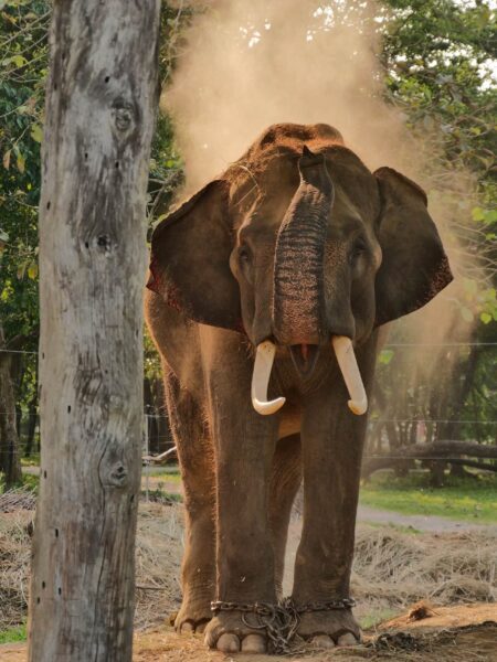 Overheidsolifant in Chitwan