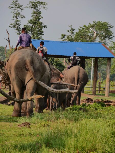 Overheidsolifanten in Chitwan National Park