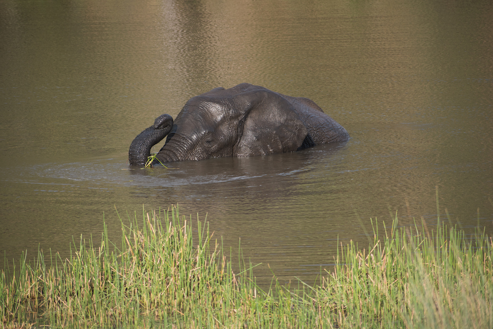 Overlanding afrika olifant