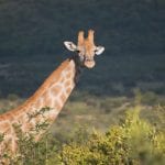 PIlanesberg Zuid Afrika giraffe