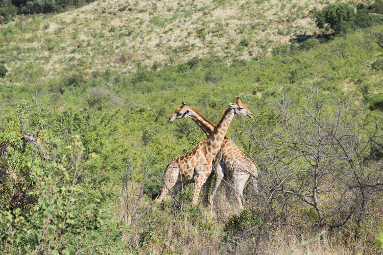 PIlanesberg Zuid Afrika giraffen-3