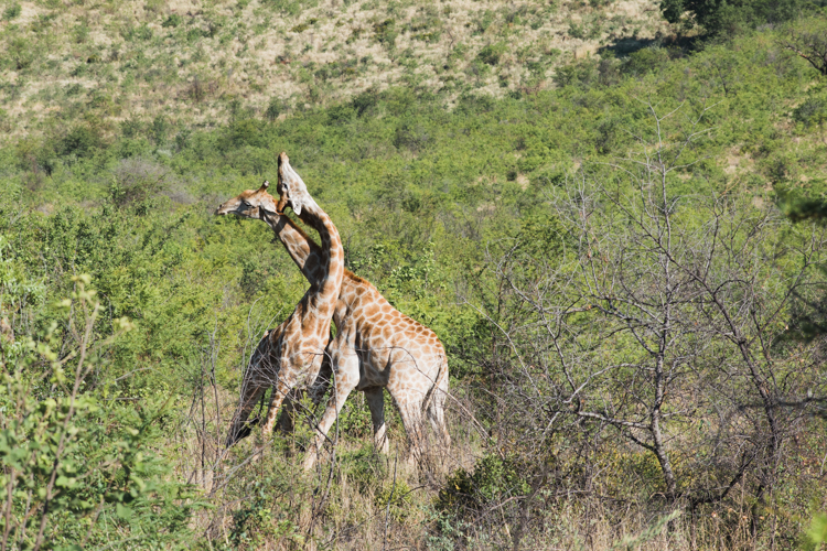 PIlanesberg Zuid Afrika giraffen