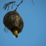 PIlanesberg Zuid Afrika vogeltje nestje
