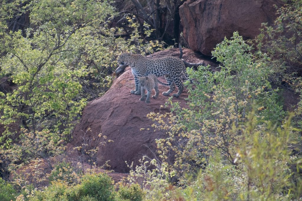 PIlanesberg big five safari luipaard ivory tree