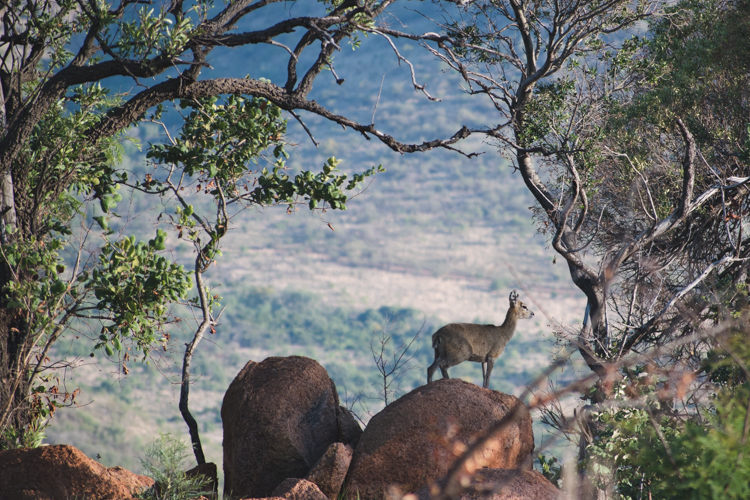 PIlanesberg ivory tree lodge wildlife safari
