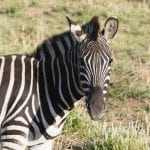 PIlanesberg ivory tree lodge zebra
