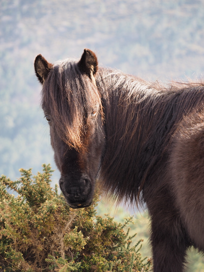 Vale de Poldros paarden