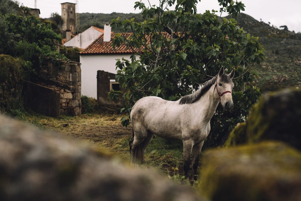 Paarden centro de portugal