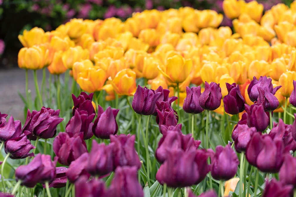 Paarse en gele tulpen