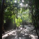 Palenque jungle