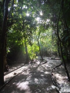 Palenque jungle